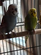 Twee grasparkieten, Dieren en Toebehoren, Vogels | Parkieten en Papegaaien, Meerdere dieren, Parkiet, Tam