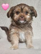 Lief nestje Boomer pups, Parvo, 8 tot 15 weken, Meerdere, Meerdere dieren