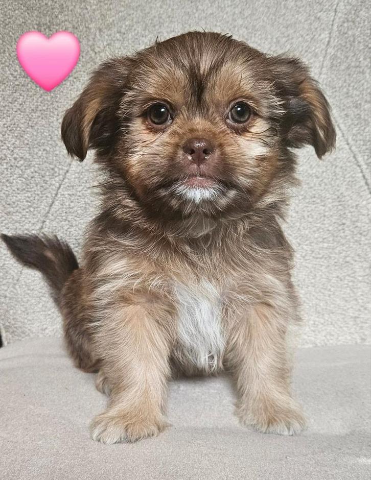 Lief nestje Boomer pups, Dieren en Toebehoren, Honden | Niet-rashonden, Klein, Meerdere dieren, Particulier, Meerdere, Nederland