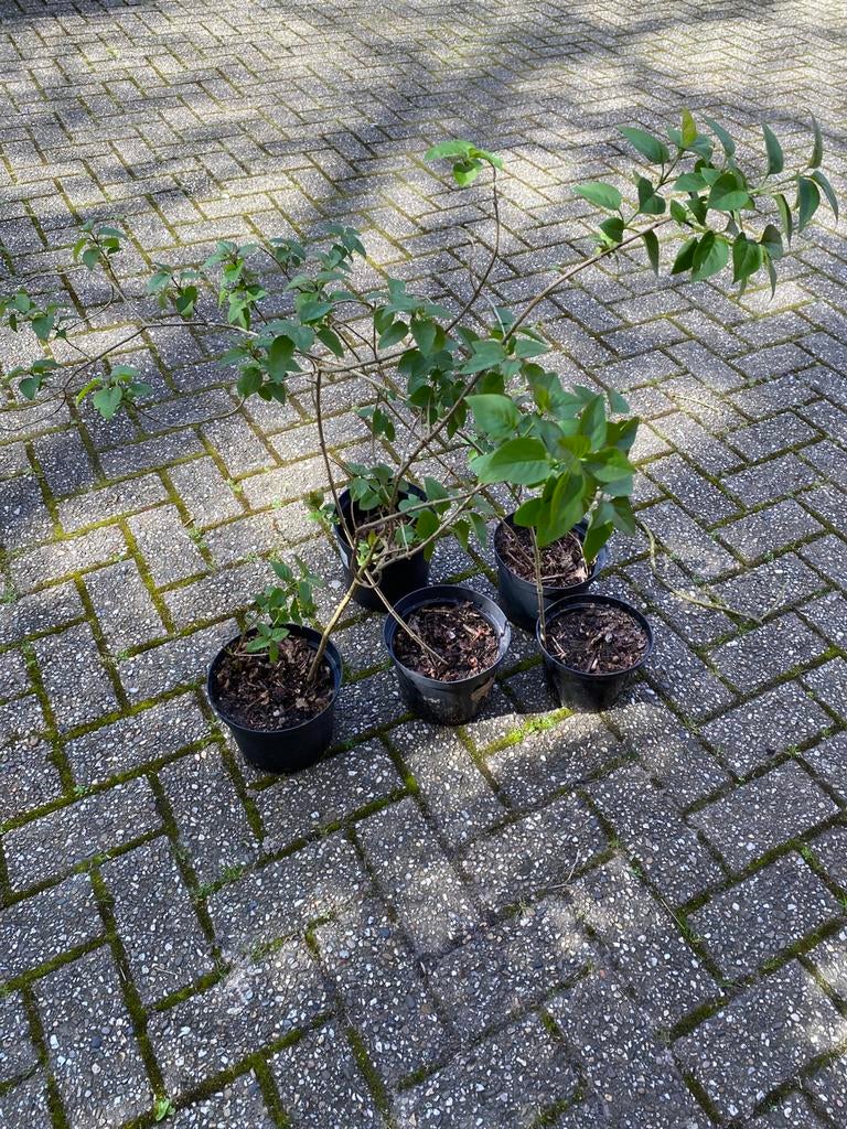 Paarse sering., Ophalen of Verzenden, Overige soorten, Volle zon