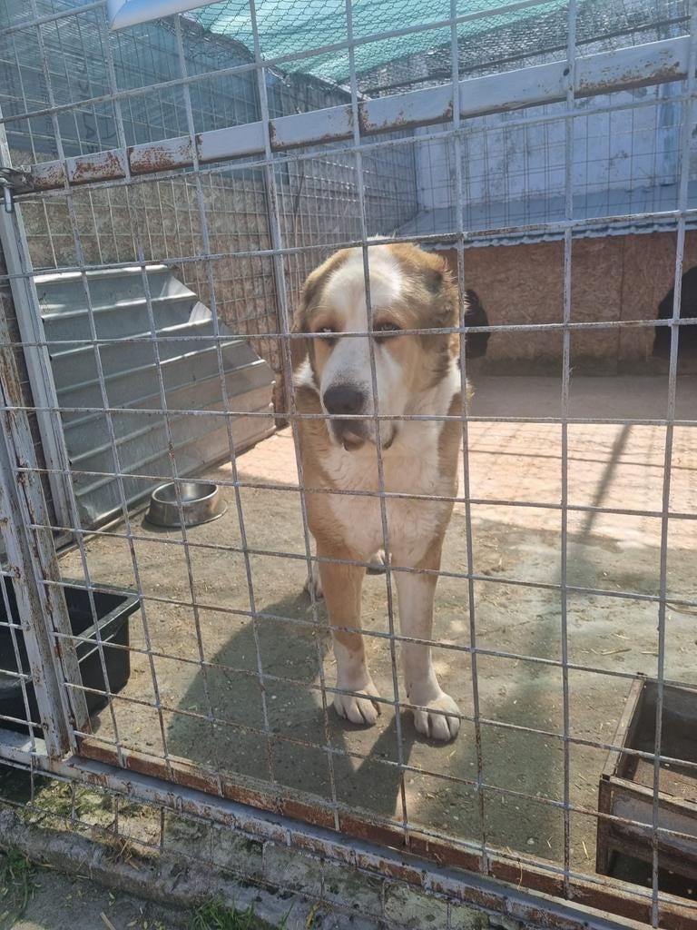 Lieve Senior Lord ter adoptie., Dieren en Toebehoren, 6 jaar of ouder, Rabiës (hondsdolheid), Reu, Groot