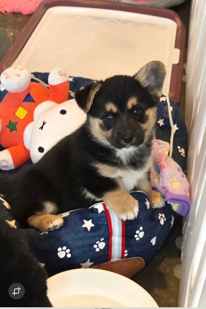 Mooie Lieve Pomsky Corgi mix pup pups, Parvo, Reu, 8 tot 15 weken, Meerdere