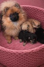 Pomeranian pupjes 3 teefjes, Dieren en Toebehoren, Parvo, Overige rassen, 8 tot 15 weken, Meerdere