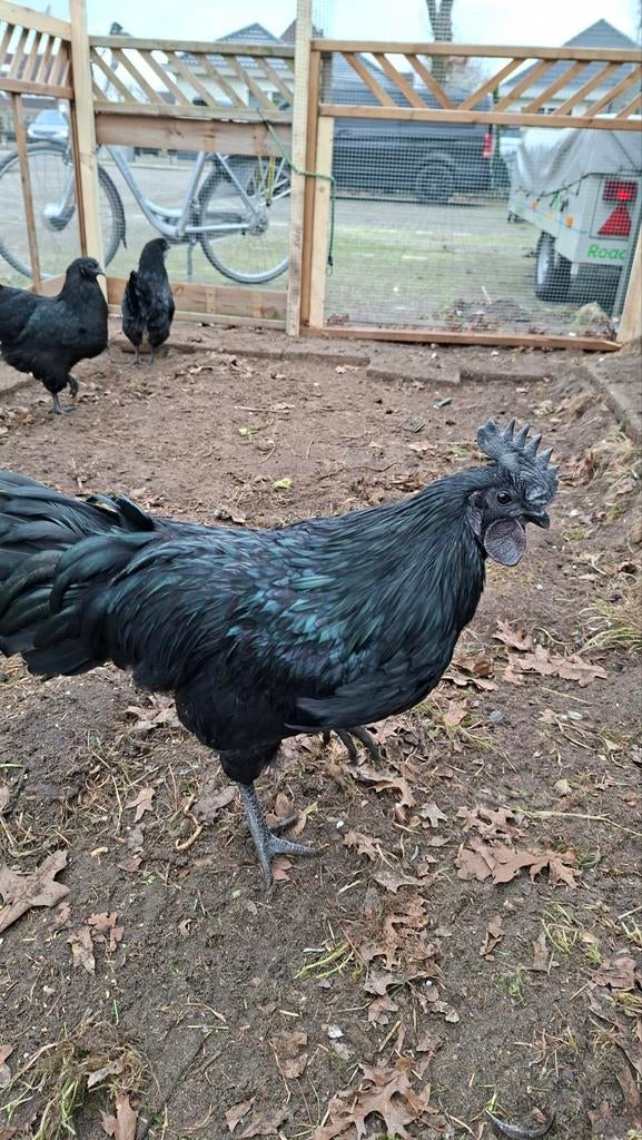 Te koop ayam cemani, Dieren en Toebehoren, Pluimvee, Meerdere dieren, Kip