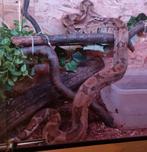 0.1 hypo jungle het kahl albino boa constrictor imperator, Dieren en Toebehoren, Slang, 0 tot 2 jaar