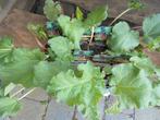 rabarberplanten, Tuin en Terras, Planten | Tuinplanten, Ophalen of Verzenden, Vaste plant, Groenteplanten, Halfschaduw