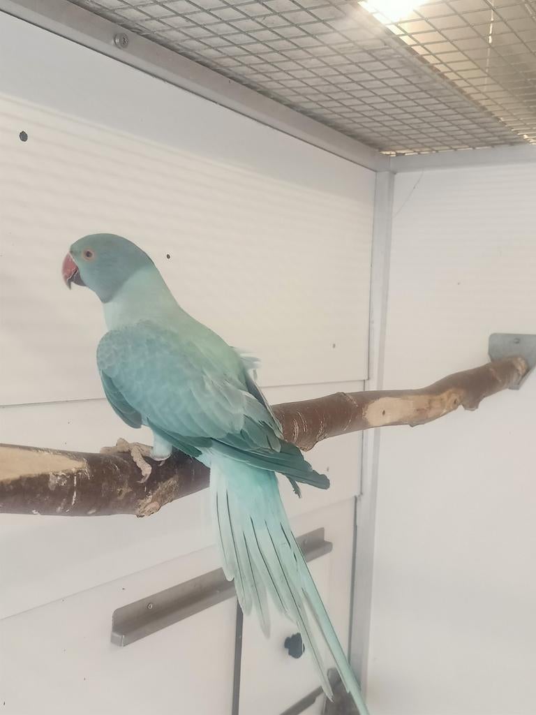 Halsbandparkiet Opaline Turquoise split Bleekstaart 2025 pop, Dieren en Toebehoren, Vogels | Parkieten en Papegaaien, Vrouwelijk