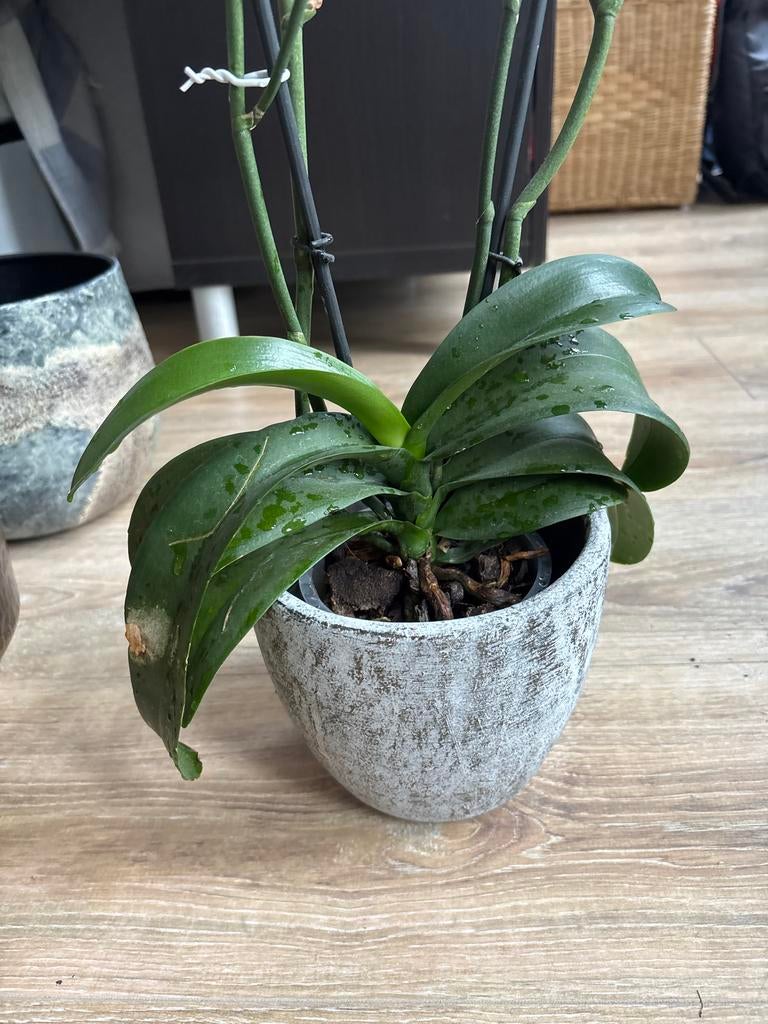 Orchidee, Ophalen, Lente, Vaste plant, Overige soorten