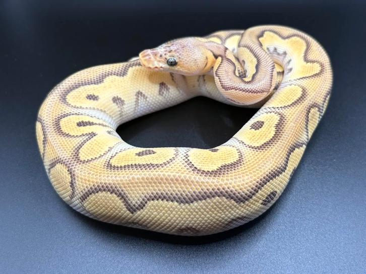 0.1 Pastel Mojave Clown ball python regius te koop Ball Python - male for sale from Kevin