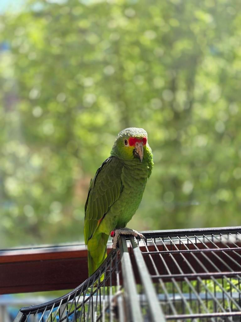 Amazone papegaai (geelwang) met kooi twv 350 euro, Dieren en Toebehoren, Vogels | Parkieten en Papegaaien, Mannelijk, Papegaai