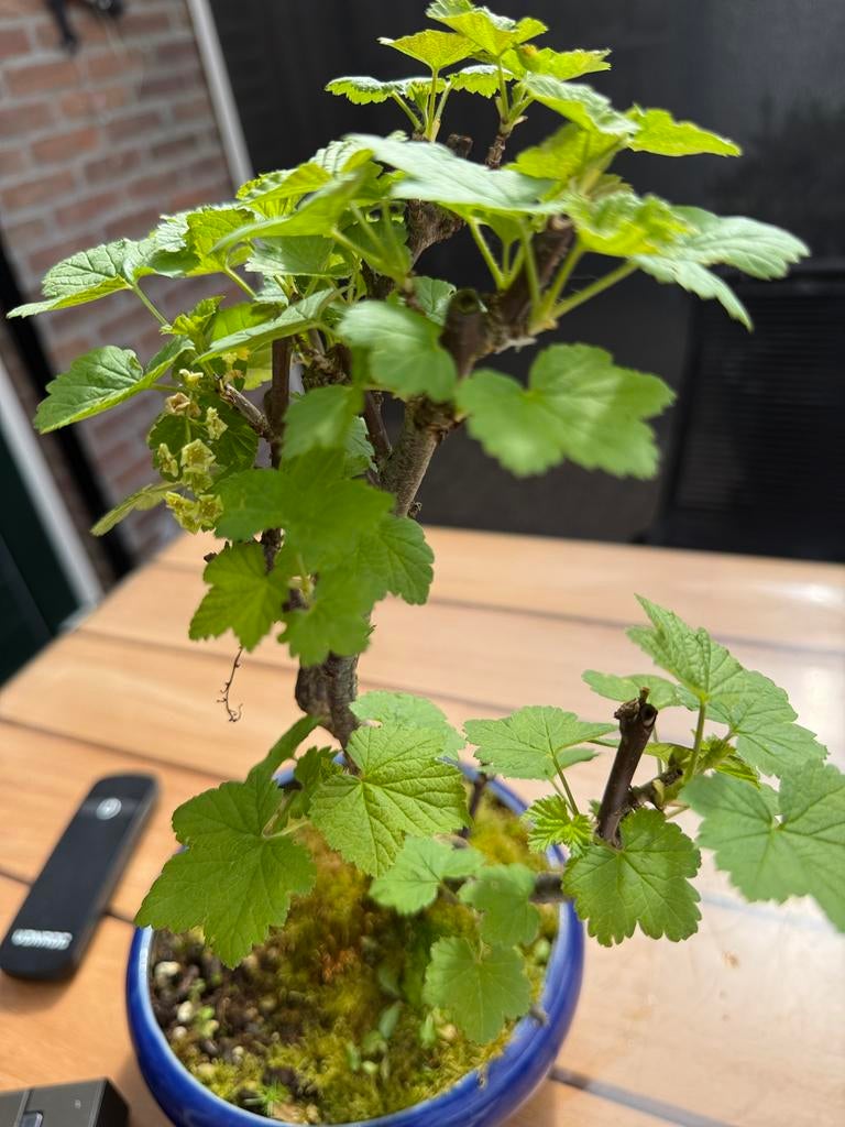 Pre bonsai Ribes rubrum (aalbes), Minder dan 100 cm, Lente, Overige soorten, Volle zon