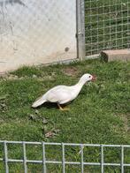 Witte mandarijneend vrouw, Vrouwelijk, Eend