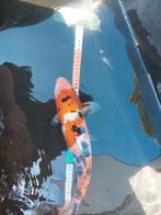 Koi karper 40cm, Karper of Koi