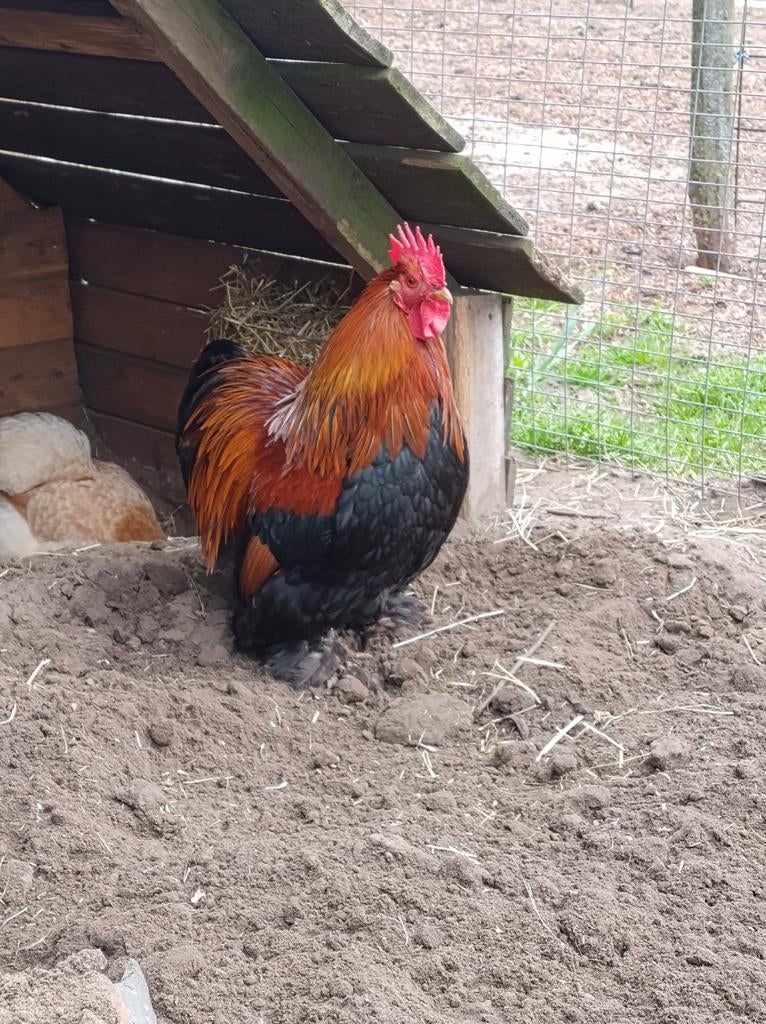 cochin kriel haan, krielkip, Dieren en Toebehoren, Pluimvee, Mannelijk, Kip