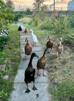 Broedeieren indische loopeenden, Dieren en Toebehoren, Pluimvee, Geslacht onbekend, Eend