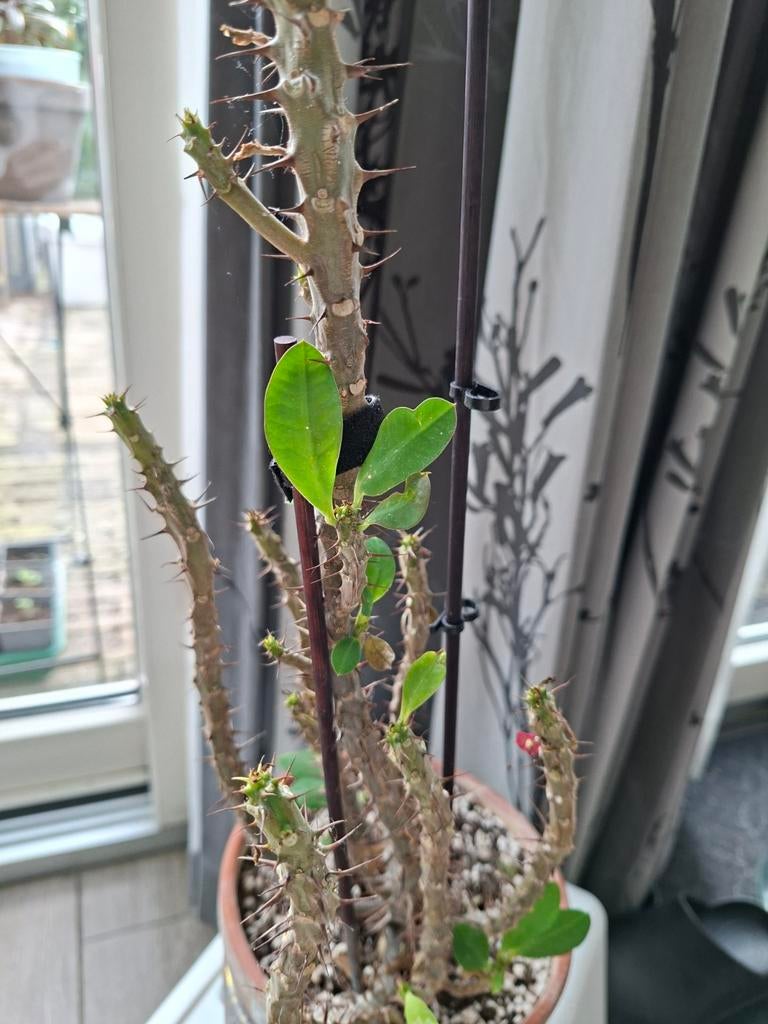 Euphorbia millii 30 cm, Huis en Inrichting, Kamerplanten, Ophalen, Halfschaduw, Minder dan 100 cm