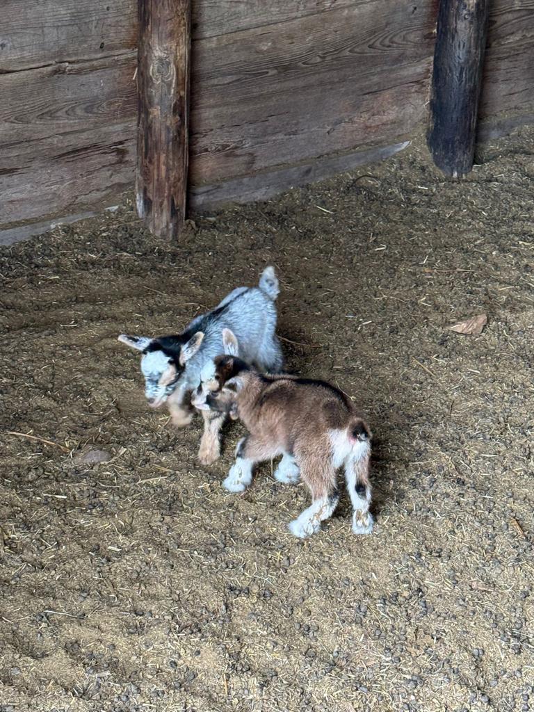 2 bokjes, Dieren en Toebehoren, Mannelijk, Geit, 0 tot 2 jaar