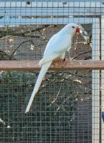 Halsbandparkiet opaline bleekstaart, Meerdere dieren, Parkiet