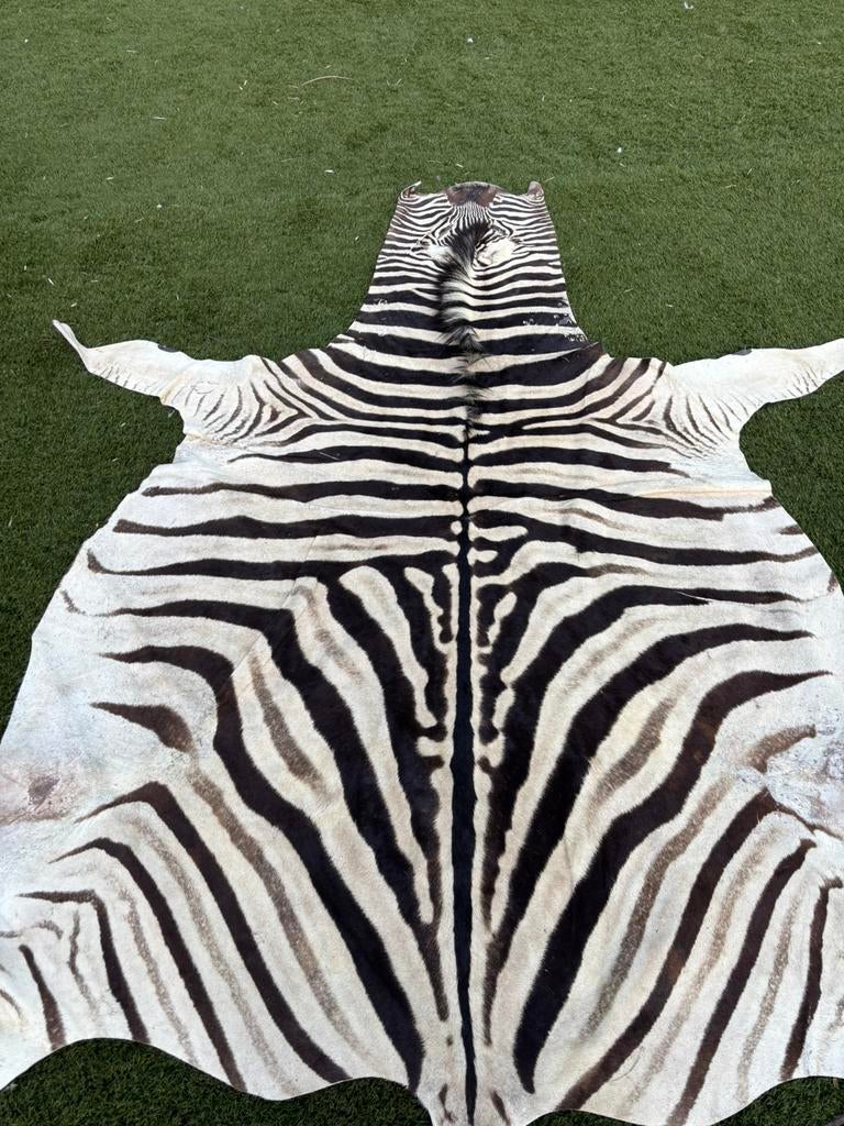 Zebrahuid kleed Burchell A-grade ca. 300x200cm, Ophalen, Zwart, 200 cm of meer, Zo goed als nieuw