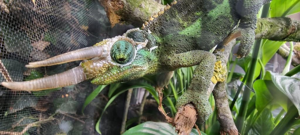 Gezocht kameleon Jacksonii Xantholophus vrouw, Slang