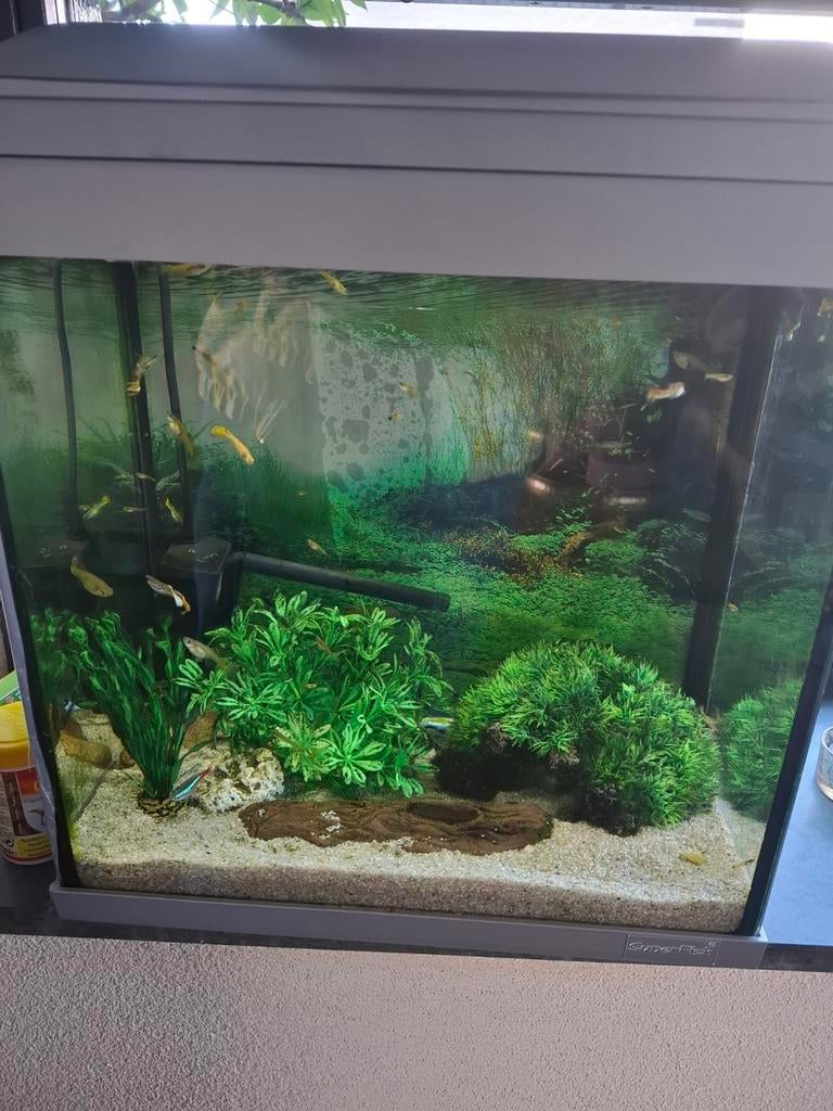 Aquarium met visjes en toebehoren, Dieren en Toebehoren, Vissen | Aquaria en Toebehoren, Ophalen, Gevuld zoetwateraquarium
