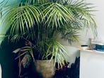 Grote Areca Goud Palm, inclusief luxe pot! Blikvanger plant, Ophalen, 200 cm of meer, Palm, Halfschaduw