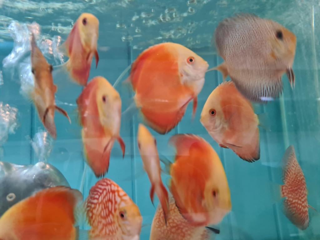 Red Melon Discus, Symphysodon Discus Red Melon, Vis, Zoetwatervis