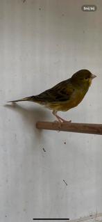 Kanarie man 2024 groen, Dieren en Toebehoren, Vogels | Kanaries, Mannelijk, Kleurkanarie