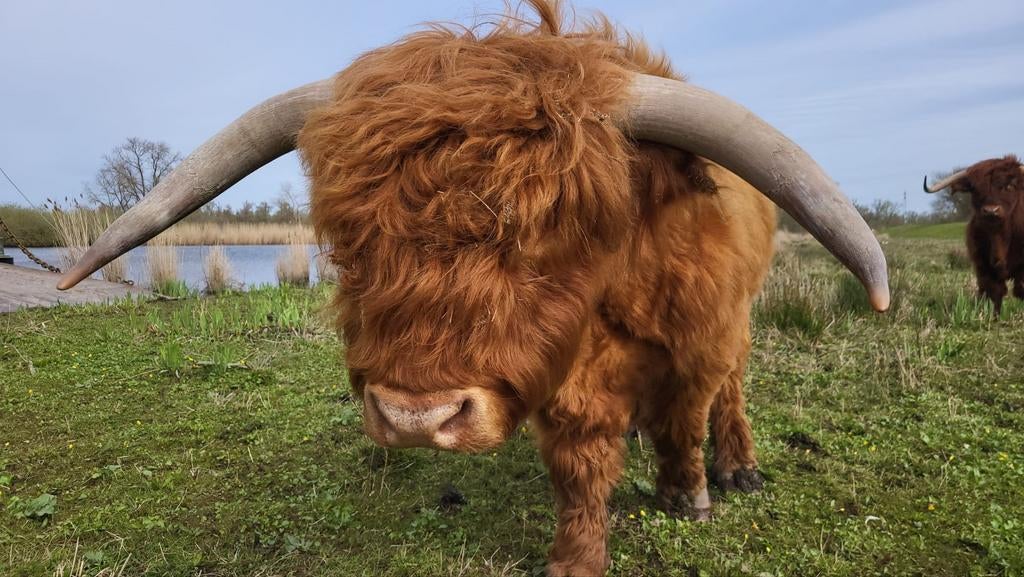 Schotse hooglander dekstier, Dieren en Toebehoren, Runderen, Mannelijk