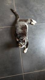 Knuffelkont Syrax zoekt gouden mandje, 11 maand oude poes, Dieren en Toebehoren, Poes, Kortharig, 0 tot 2 jaar