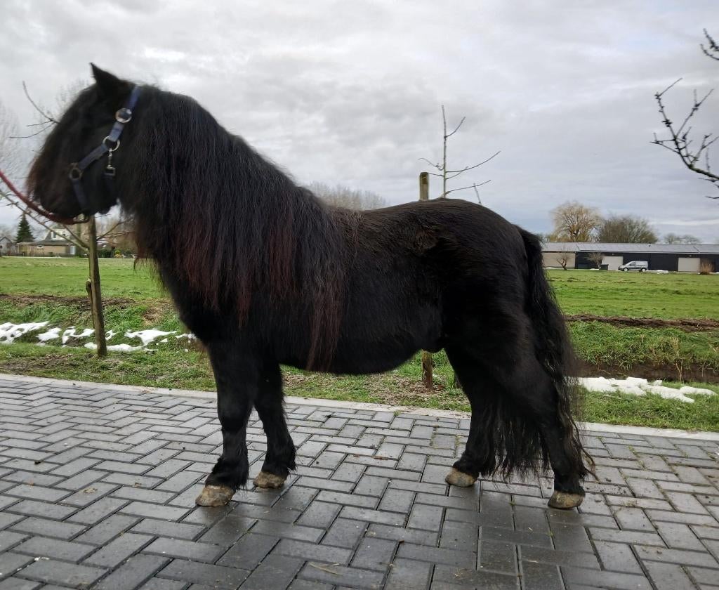 Shetlander, Dieren en Toebehoren, Pony's, Hengst, Onbeleerd, A pony (tot 1.17m), Recreatiepony, 11 jaar of ouder, Met stamboom