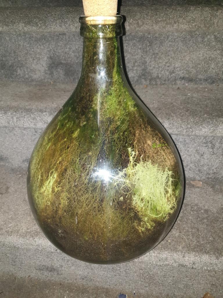 Grote groenevaas ecosysteem, Ophalen, Overige kleuren, Glas, 75 cm of meer