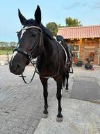 Recreatiepaard te koop – lieve en rustige merrie, Zadelmak, 160 tot 165 cm, 11 jaar of ouder, Recreatiepaard