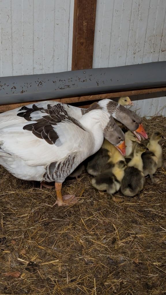 Twentse Ganzen kuikens, Meerdere dieren, Gans of Zwaan