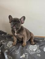 Blue Fawn Franse Bulldog reutje beschikbaar, 15 weken tot 1 jaar, Reu, Parvo, Bulldog