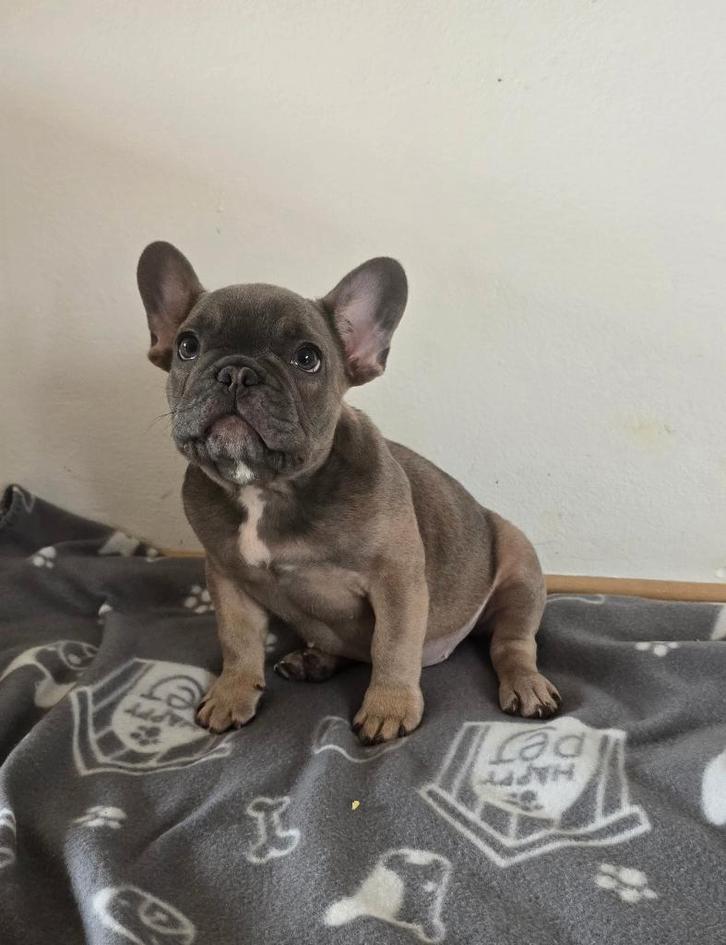 Blue Fawn Franse Bulldog reutje beschikbaar, Dieren en Toebehoren, Honden | Bulldogs, Pinschers en Molossers, Reu, Bulldog, Particulier