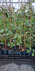 Clematis Klimplanten in verschillende soorten, Ophalen of Verzenden, Overige soorten, Minder dan 100 cm