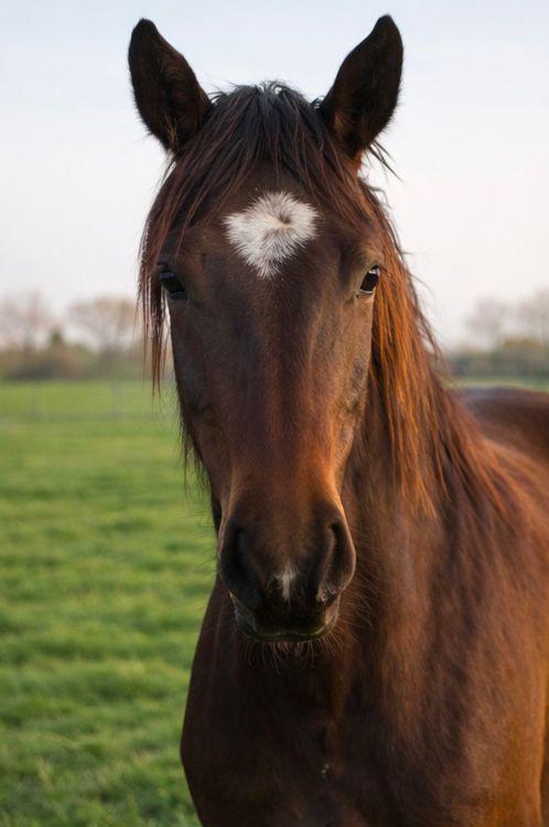 Te koop  hengst kleur donkerbruin hoofd druipkol snebje, Dieren en Toebehoren, Paarden, Hengst, Minder dan 160 cm, 0 tot 2 jaar