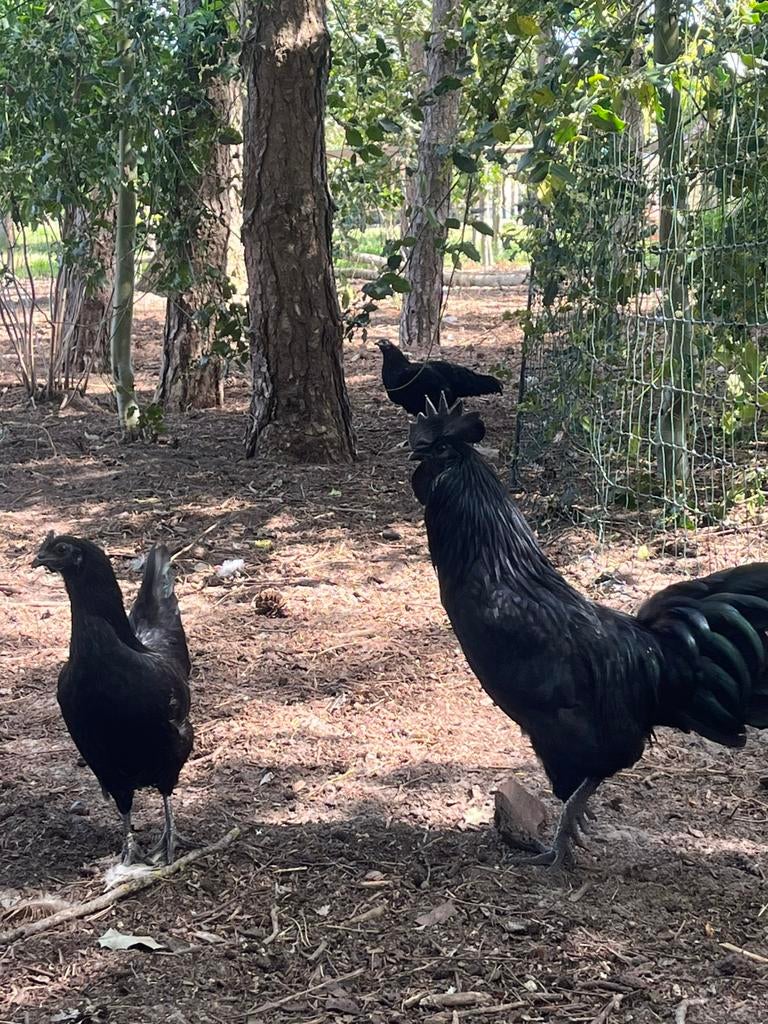 Ayam cemani kuikens, Meerdere dieren, Kip