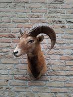 Opgezette kop moeflon taxidermy opgezet jacht schedel gewei, Ophalen, Wild dier, Gewei of Kop