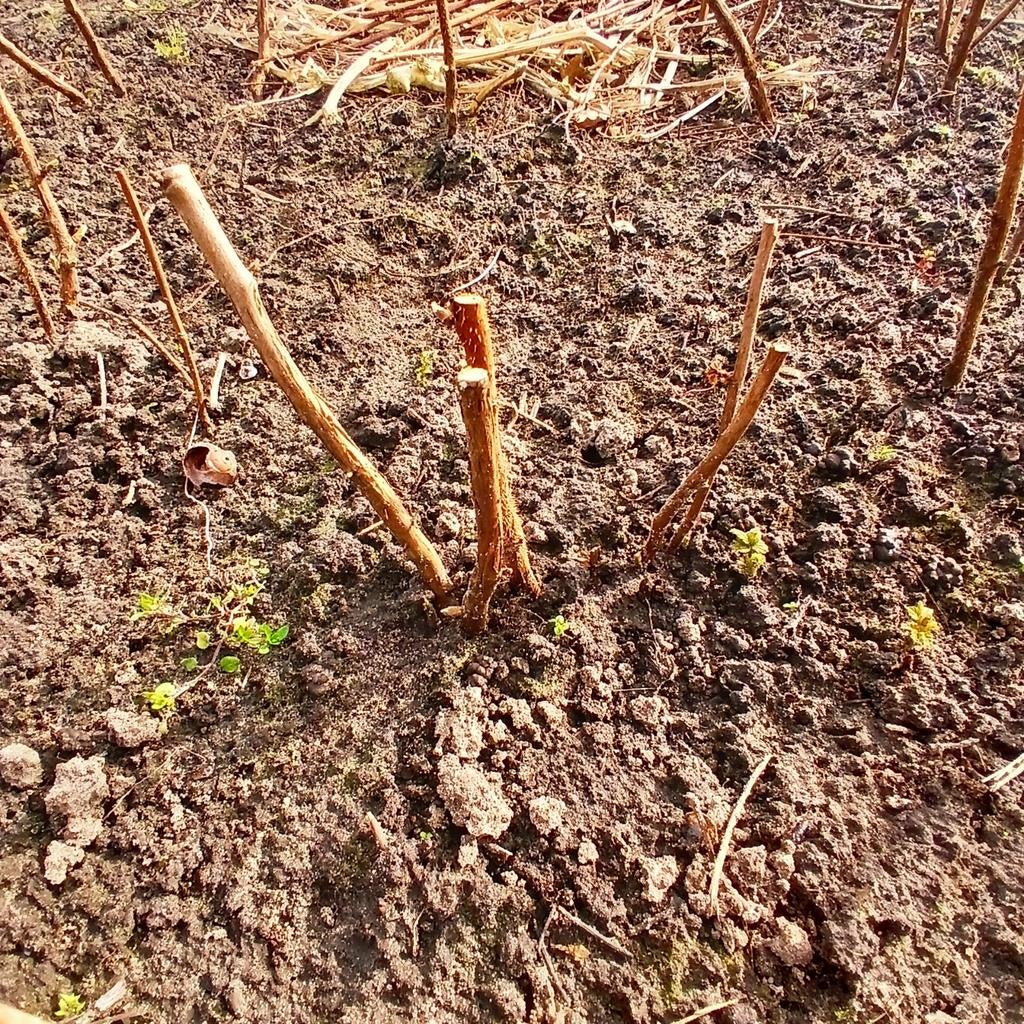 Diverse frambozenstruiken.Zijn reeds gesnoeid! Info in tekst, Tuin en Terras, Planten | Bomen, Bloeit niet, Minder dan 100 cm