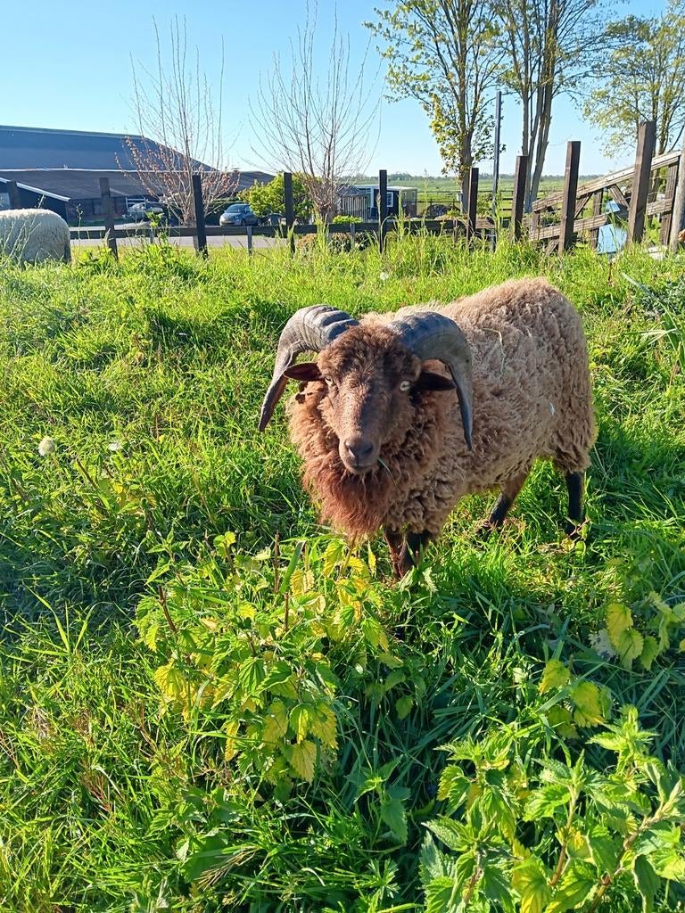Ouessant rammetje, Dieren en Toebehoren, Mannelijk, Schaap