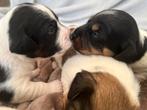 JACK RUSSELL PUPS, Jack Russell Terriër, 8 tot 15 weken, Parvo, Meerdere