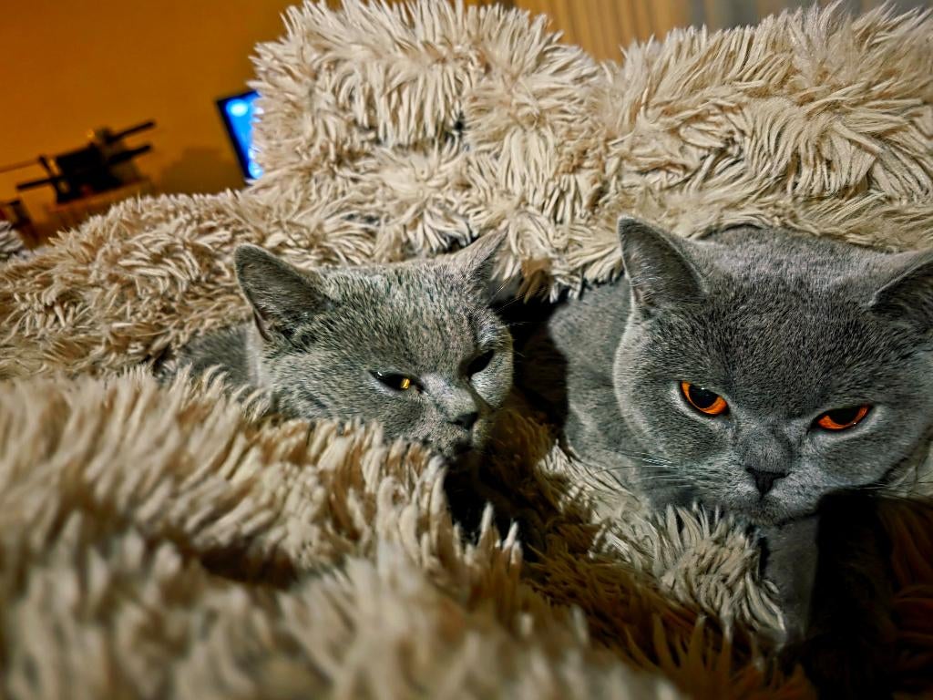 Britse korthaar duo, Dieren en Toebehoren, Katten en Kittens | Raskatten | Korthaar, Poes, 0 tot 2 jaar, Ontwormd, Ingeënt