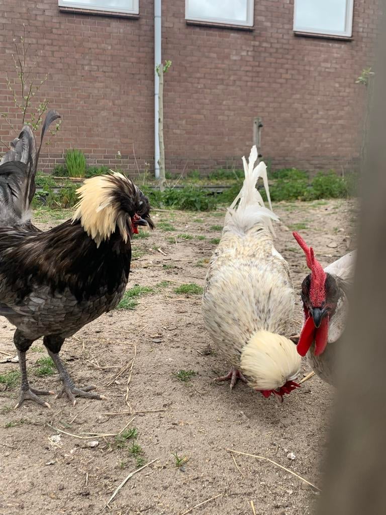 Mooie hanen te koop, Mannelijk, Kip