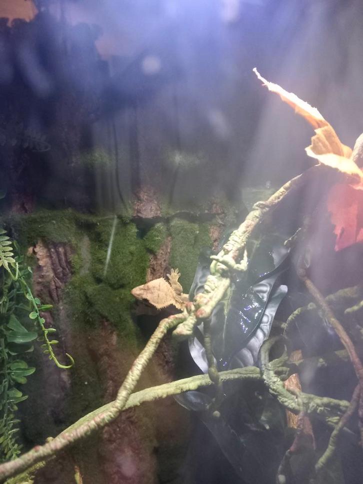 Wimpergekko met terarium Crested Gecko - male for sale from Pascal