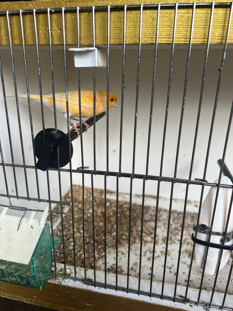 Oranje/gele kanarie mannen 2025, Dieren en Toebehoren, Vogels | Overige Vogels, Mannelijk