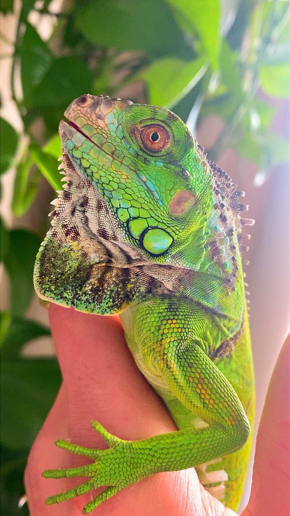 Leguaan, Dieren en Toebehoren, Tam, 0 tot 2 jaar