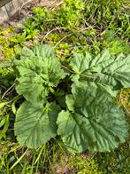 Rabarberplant, Ophalen