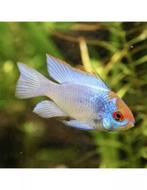 Twee ramirezi electric blue, Dieren en Toebehoren, Vissen | Aquariumvissen, Vis